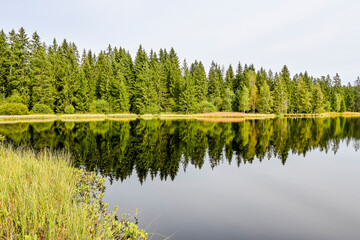 étang de la gruère, la gruère, See, Moorsee, Moor, Weiher, Hochmoor, Wanderweg, Spazierweg, Wald, Waldweg, Wasserpflanzen, Torfmoos, Jura, Naturschutz, Sommer, Herbst, Herbstfarben, Schweiz