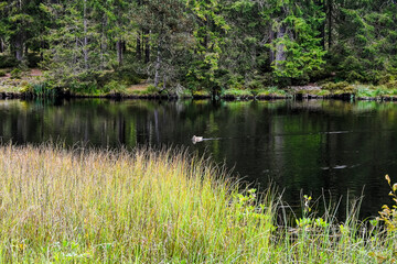 étang de la gruère, la gruère, See, Moorsee, Moor, Weiher, Hochmoor, Wanderweg, Spazierweg, Wald, Waldweg, Wasserpflanzen, Torfmoos, Jura, Naturschutz, Sommer, Herbst, Herbstfarben, Schweiz