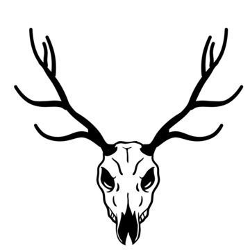 Skull of deer. Hunting trophy with horns. Antler of stag or reindeer. Scary black and white drawing for Halloween.