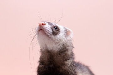 The cute funny ferret portrait banner copy space