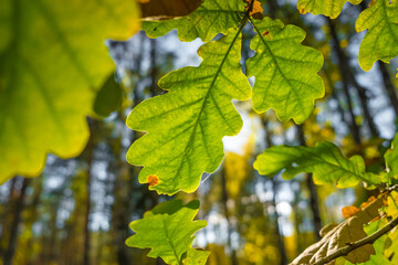 Beautiful autumn leaves hanging in the tree branches. Fall scenery of Northern Europe.