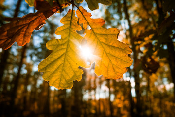 Beautiful autumn leaves hanging in the tree branches. Fall scenery of Northern Europe.
