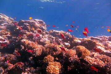 red sea coral reef and fish