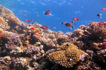 red sea coral reef and fish
