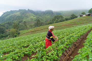 A karen tribe woman with green fresh tea or strawberry farm, agricultural plant fields in Asia. Rural area. Farm pattern texture. Nature landscape background. Chiang Mai, Thailand.