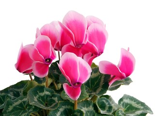 pink cyclamens as decorative potted plant