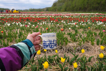 White and cobalt blue cup with the inscription the word Holland in a woman's hand. Tulips field...