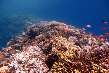 Fototapeta na wymiar red sea coral reef and fish