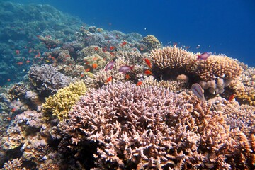 red sea coral reef and fish
