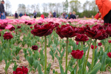 Early tulip hybrids Uncle Tom. Tulips Festival in Volyn region Ukraine.