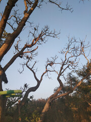 Langur on the branches of tress in Pilibhit Tiger Reserve in Uttar Pradesh, India