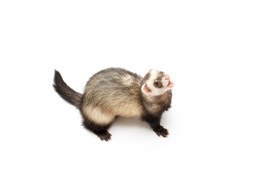 Ferret pet on a white background, isolated.