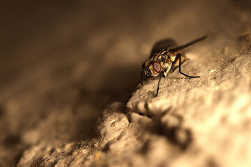 Fliege