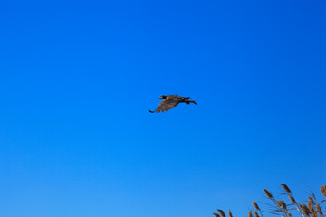 Fototapeta na wymiar White-tailed eagle against the blue sky. Wild nature of Russia. Astrakhan Region. Russia
