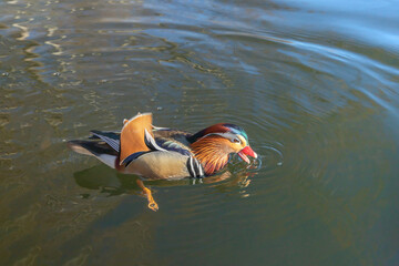 One mandarin duck drake (Aix galericulata) is swimming and playing in the water.
