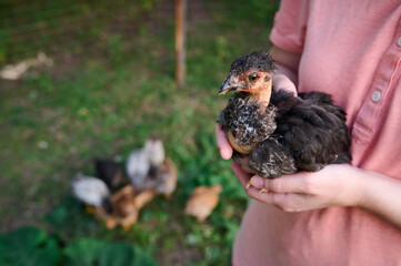 Women's hands hold a black young chicken with a bare neck