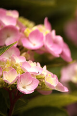 Fototapeta premium Garten-Hortensie