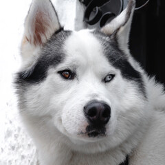 Portrait of a dog of breed a siberian husky with a blue eye and a brown eye
