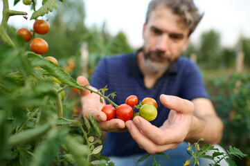 A man reaches for tomatoes to check the degree of ripeness. Tomatoes in focus