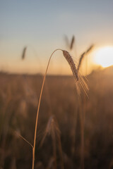 Obraz premium grain during sunset in the field