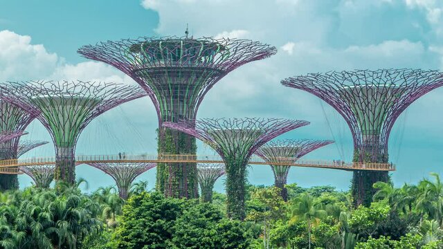 Supertrees at Gardens by the Bay timelapse.