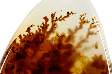 macro mineral stone Agata muschiata on a white background close-up