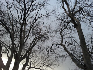 Fototapeta na wymiar Silhouette of tree in forest