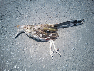 faisán muerto en carretera.