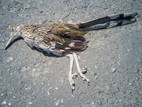 fais&aacute;n muerto en carretera.
