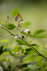 butterfly on a meadow in Poland