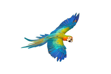 Catalina parrot flying isolated on white