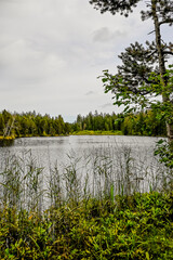 étang de la gruère, la gruère, See, Moorsee, Moor, Weiher, Hochmoor, Wanderweg, Spazierweg, Wald, Waldweg, Wasserpflanzen, Torfmoos, Jura, Naturschutz, Sommer, Herbst, Herbstfarben, Schweiz