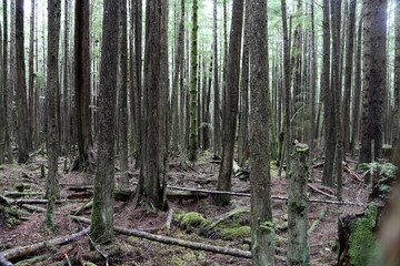 Nadelwald auf Hanson Island, Kanada im Herbst