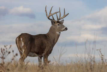Buck Whitetail Deer in Autumn in Colorado
