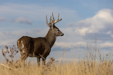 Buck Whitetail Deer in Autumn in Colorado