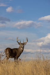 Naklejka na ściany i meble Buck Whitetail Deer in Autumn in Colorado
