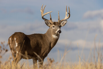 Buck Whitetail Deer in Autumn in Colorado - Powered by Adobe