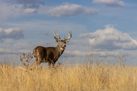 Buck Whitetail Deer in Autumn in Colorado