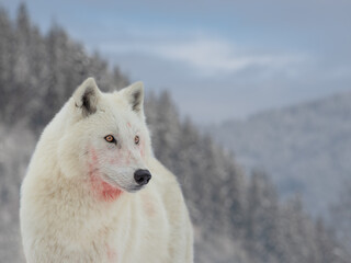 Obraz premium Polar white wolf after prey on the background of the forest