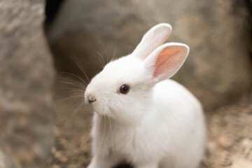 Furry white rabbit looking for eat. Wildlife animal.