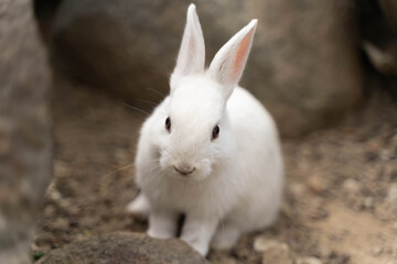cute little white rabbit siting on ground.