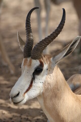 Springbok Ram in the Kgalagadi