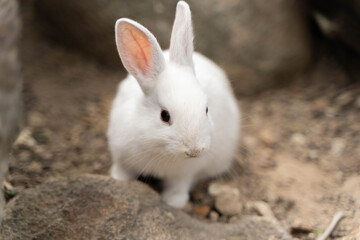 Cute white rabbit on ground. A wildlife rabbit resting time.