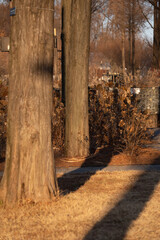 path in autumn forest