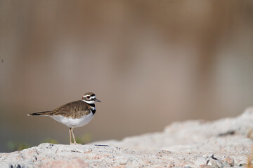 Killdeer