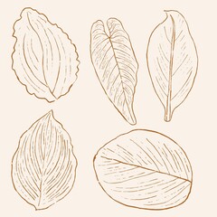 minimalistic hand drawn leaf illustration