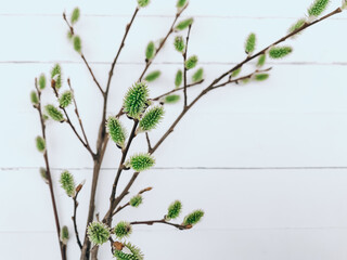 Easter. Pussy Willow Branches on Wooden White Boards. Vintage Spring Floral Background with Willow Catkins. Copy Space