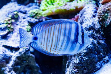 Zebrasoma fish sailing Zebrasoma desjardini