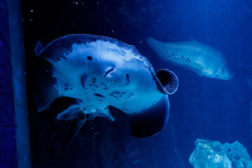 Slope Oppled Potamotrygon motoros