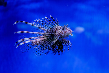 Naklejka na ściany i meble Fish Lionfish - Zebra, Pterois volitans